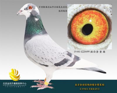 19-01-1228499 斑白條 黃 雄