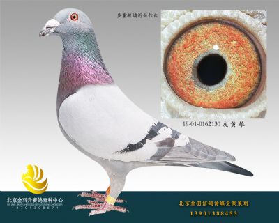 19-01-0162130 灰 黃 雄