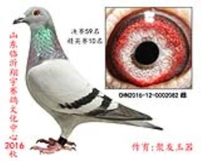 冠軍直女 決賽59名