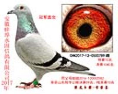 冠軍直女 、預賽10名