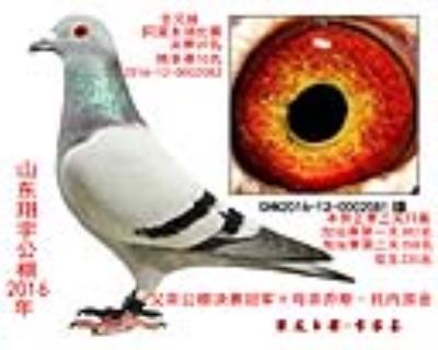 冠軍直子