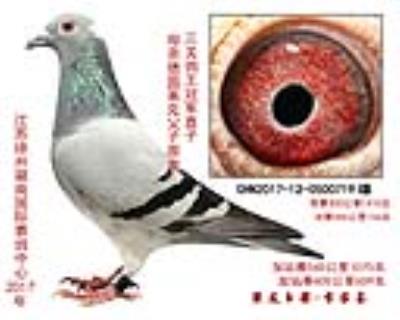 三關鴿王冠軍直子