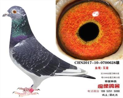 吳淞種鴿1