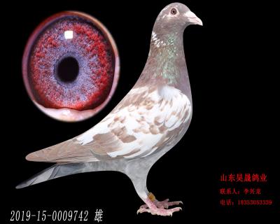 幕利门火凤凰