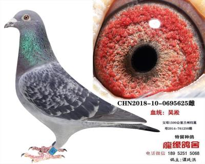 吳淞種鴿1