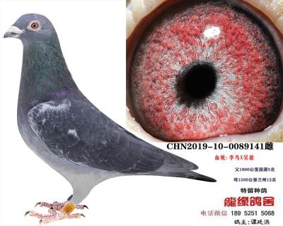 李鳥吳淞1