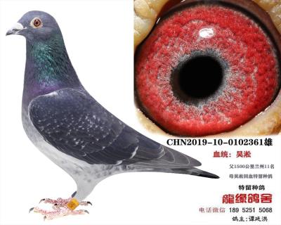 吳淞種鴿1