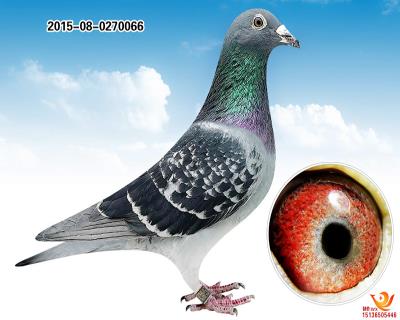 千公里5名