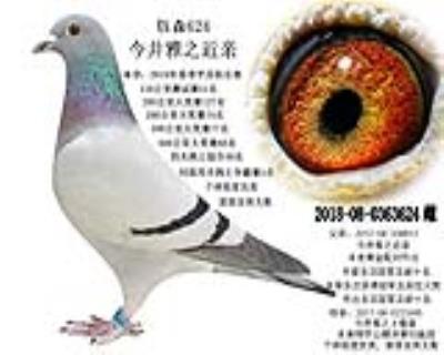 金牌種雌