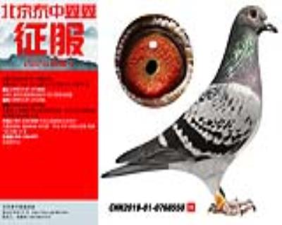 波西瓦 凡戴克 李肯斯550