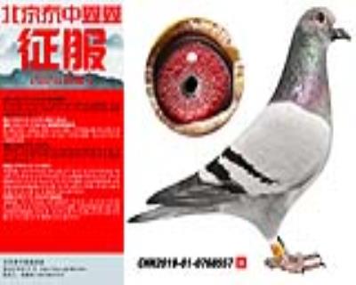 “所向無敵”“起點”系557
