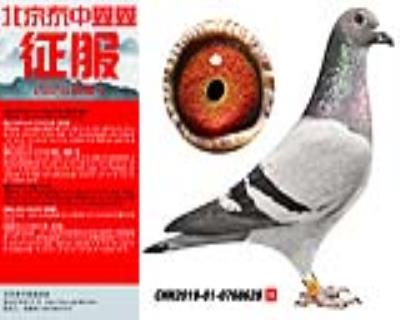 楊.賀爾曼 德瓦 李耿斯628