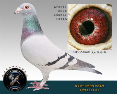 2013-32-760071 灰白條 砂 雌