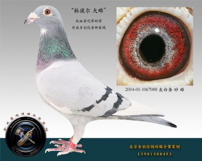 2014-01-1067088 灰白條 砂 雌