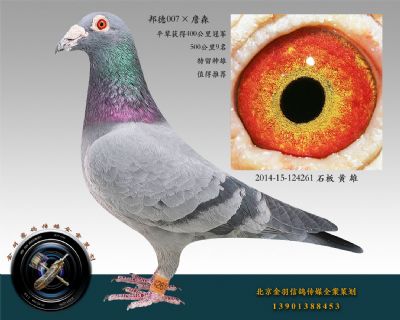 2014-15-124261 石板 黃 雄