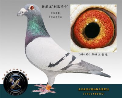 2014-32-113964 灰 黃 雄