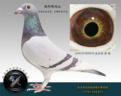 2018-15-0020639 灰白條 黃 雌
