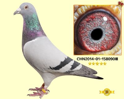 仅此一羽 林波尔奇迹32 平辈多羽鸽王