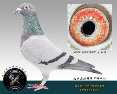 AU-2018-JWC-18833 灰 砂 雌