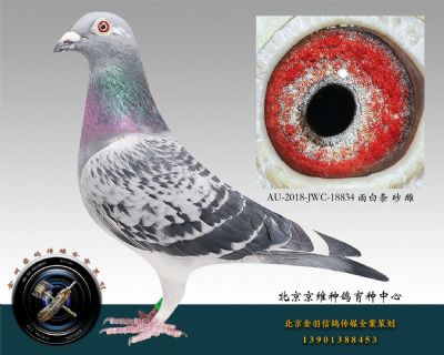 AU-2018-JWC-18834 雨白條 砂 雌