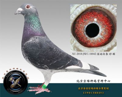 AU-2018-JWC-18842 深雨白條 砂 雌