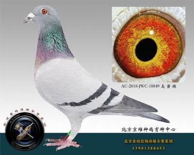 AU-2018-JWC-18849 灰 黃 雌