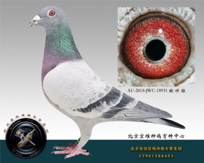 AU-2018-JWC-18931 斑 砂 雄