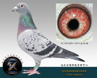 AU-2018-JWC-18874 雨 砂 雌
