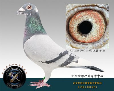 AU-2018-JWC-18932 灰花 砂 雄