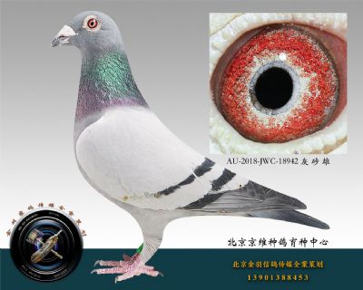 AU-2018-JWC-18942 灰 砂 雄