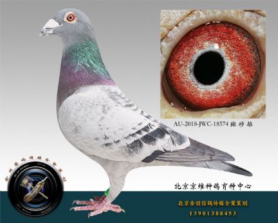AU-2018-JWC-18574 斑 砂 雄