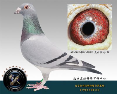 AU-2018-JWC-18892 灰白條 砂 雌
