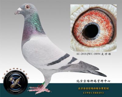 AU-2018-JWC-18894 灰 砂 雌