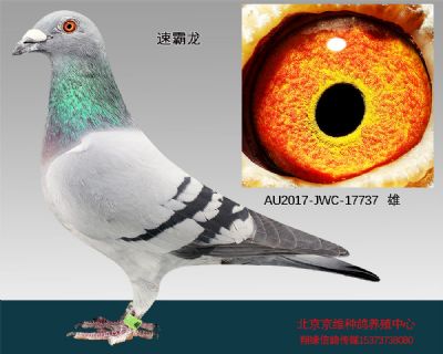 995771 "速霸龙"-17737 展厅:北京京维种鸽养殖中心 ￥0元  ￥ 500元