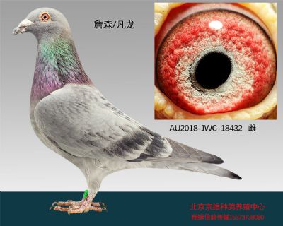 995781 "詹森×凡龙"-18432 展厅:北京京维种鸽养殖中心 ￥0元  ￥ 1