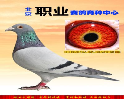 【雾霾克星】桑杰士 闪电金童391