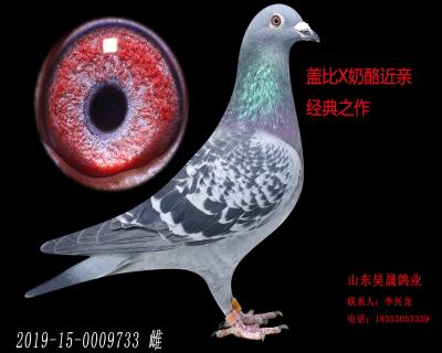 盖比X奶酪
