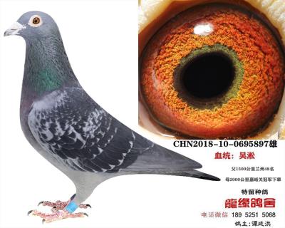 吳淞種鴿15