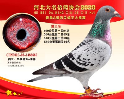大名A-11