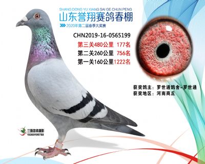 2020年誉翔177 副本