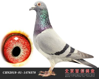 2020年誉翔381