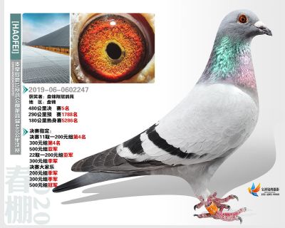 秦皇岛豪飞公棚决赛5名