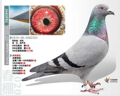 秦皇岛豪飞公棚决赛6名