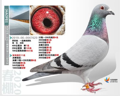秦皇岛豪飞公棚决赛7名
