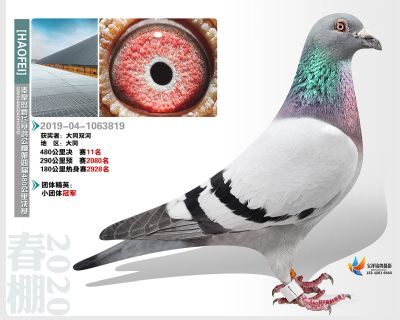 秦皇岛豪飞公棚决赛11名