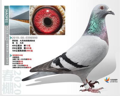秦皇岛豪飞公棚决赛12名