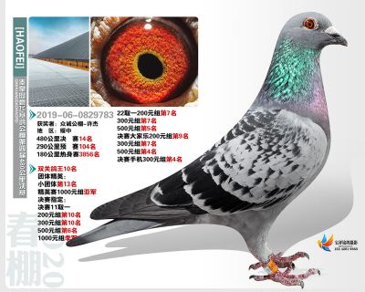 秦皇岛豪飞公棚决赛14名