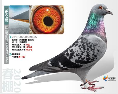 秦皇岛豪飞公棚决赛22名