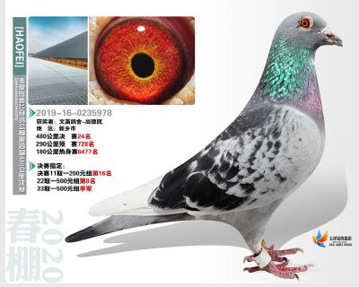 秦皇岛豪飞公棚决赛24名