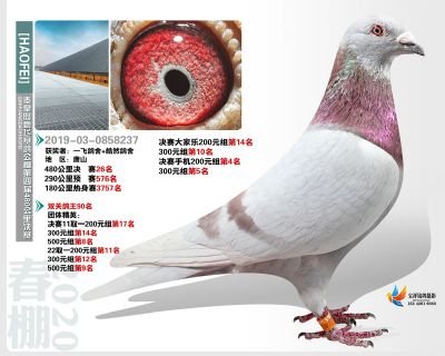 秦皇岛豪飞公棚决赛26名